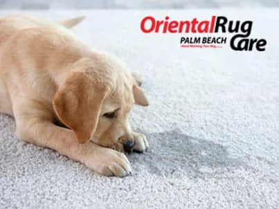 Rug Pet Stain Cleaning